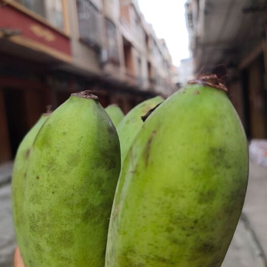 宾阳县西贡蕉 已经开始部分上市，欢迎老板们前来看蕉，收购