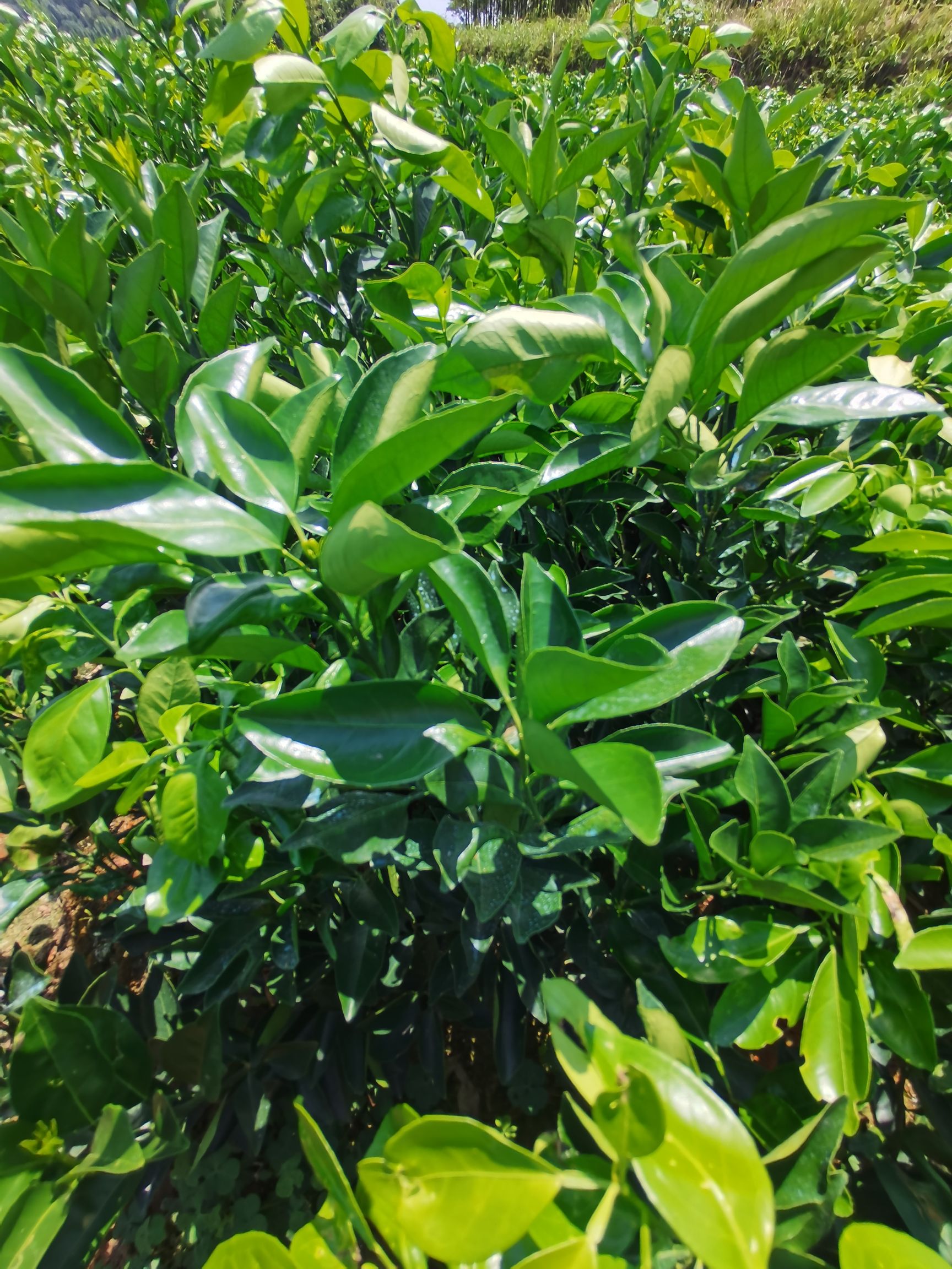 紐荷爾臍橙苗  紐荷爾苗，圓豐紐荷爾苗