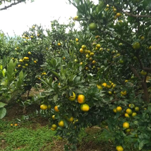 石门县石门蜜橘 玖玖果林