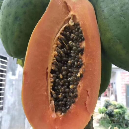 金木瓜苗  木瓜苗