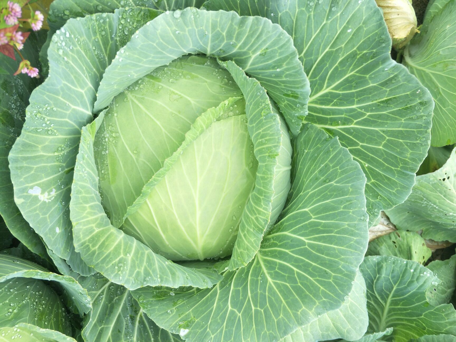 京丰一号甘蓝  蔬菜甘蓝包菜，扁包京丰一号，