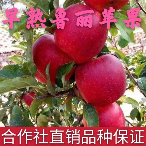 平邑县鲁丽苹果苗  苹果苗鲁丽苹果树苗嘎啦苹果苗美8苹果苗早熟苹果苗直销保品种