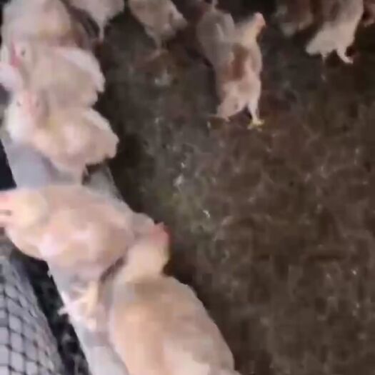淮安蛋鸡苗 母 