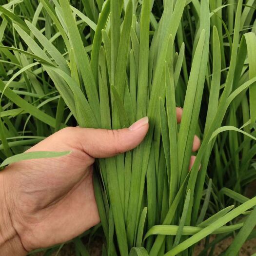 小叶韭菜  韭菜 二茬宽叶浓绿韭菜大量上市