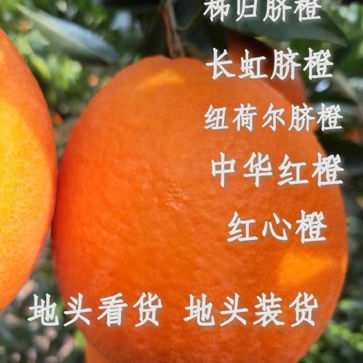 兴山县秭归橙子  脐橙  纽荷尔脐橙  产地大量上市