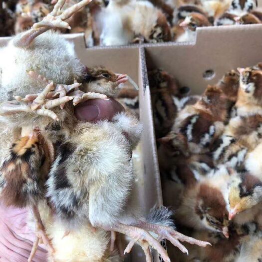 南宁青脚麻鸡苗 大种青脚麻