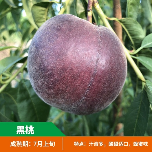 平邑县非洲黑妹桃苗 黑桃苗 成活率高品种纯 南北方可种植