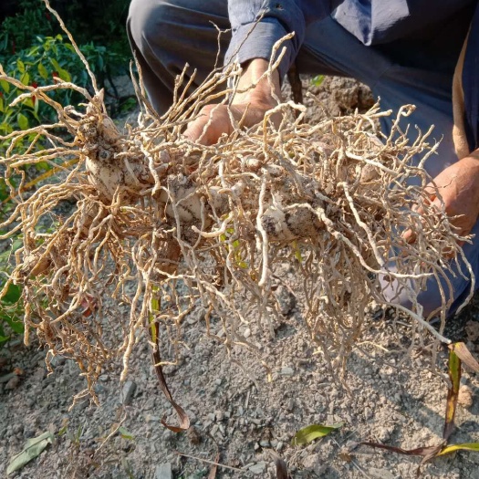 旬阳市白及  种植三年以上白芨
