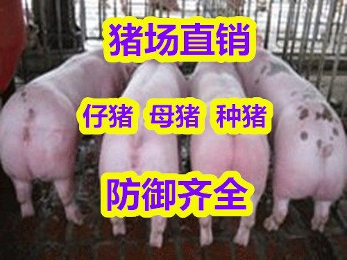 博兴县精品育肥三元仔猪，长白仔猪，黑土猪苗瘦肉型，生长块健康优质猪