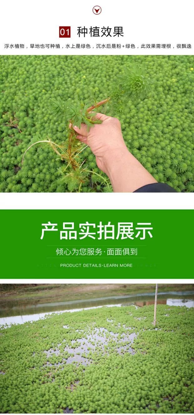 狐尾藻苗  狐尾藻龙虾螃蟹龟养殖专用水培植物鱼缸造景增氧水草
