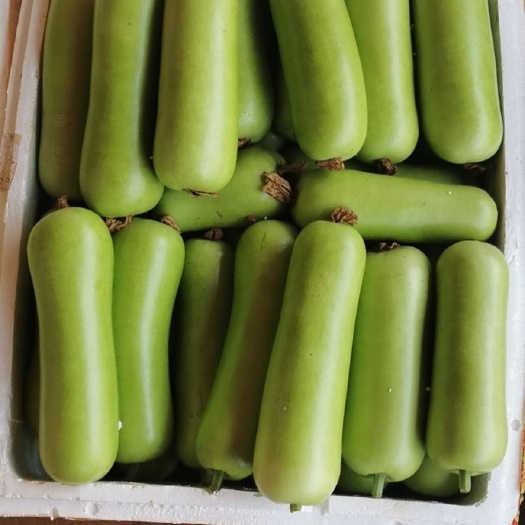 徐闻县瓠瓜  蒲瓜