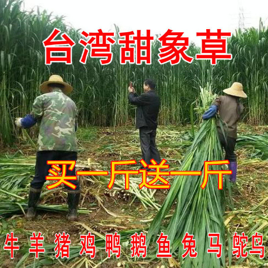 镇宁县甜象草