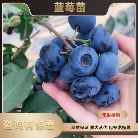 泰安 薄雾蓝莓苗 瑞卡蓝莓苗 布里吉塔 兔眼蓝莓 钱德勒蓝莓北高丛