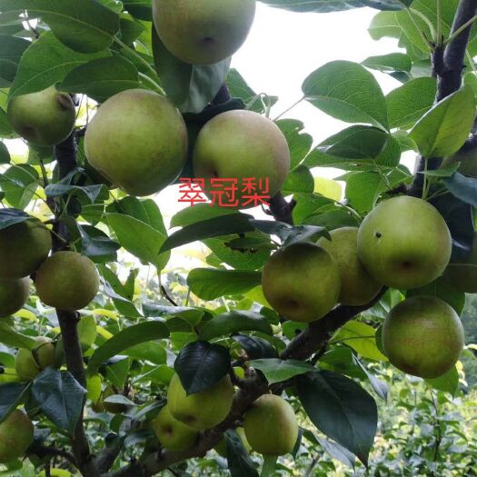 苍溪县翠冠梨苗 嫁接苗 裸根苗 50公分以上 1公分以上