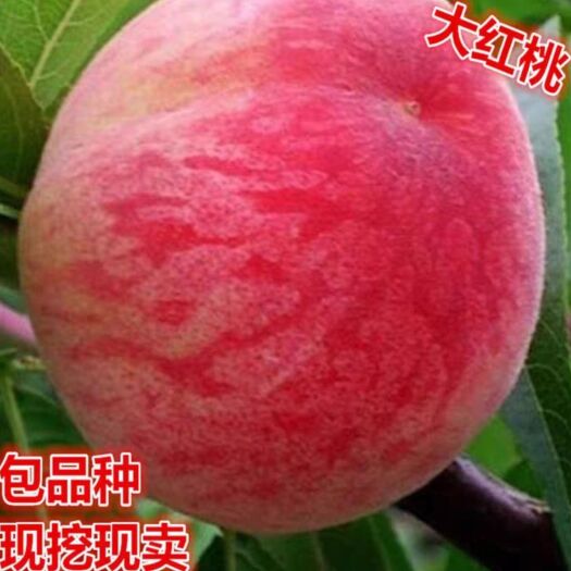 平邑县嫁接桃树苗  桃树苗大红桃沂蒙霜红水蜜桃自家培育现挖现发保湿保鲜发货。