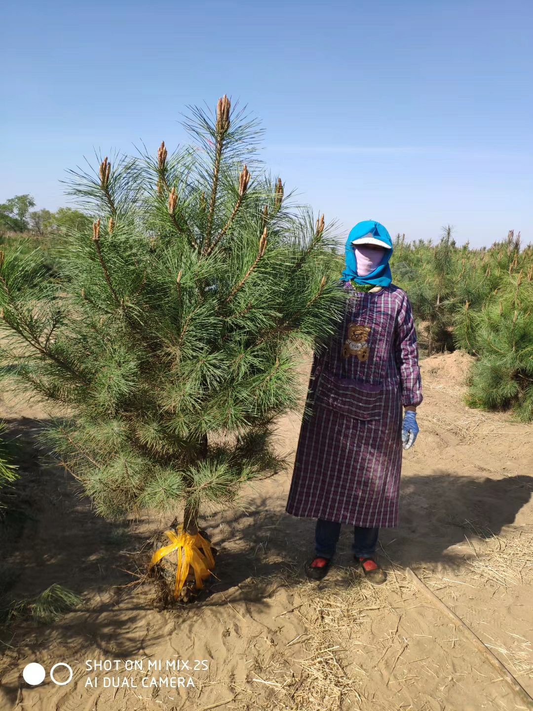  樟子松和油松各种杯苗