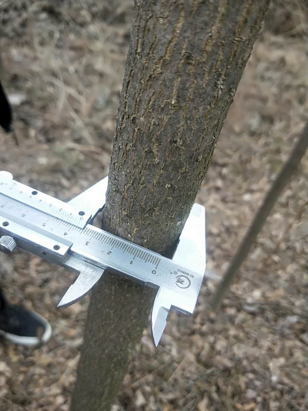 速生白蜡 低价出售