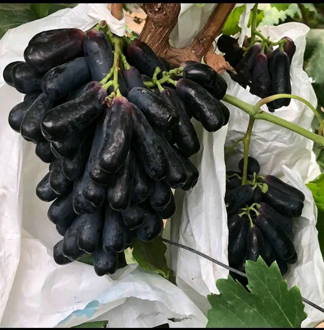 蓝宝石葡萄苗 甜蜜蓝宝石葡萄树苗，嫁接苗，当年结果南北方种植