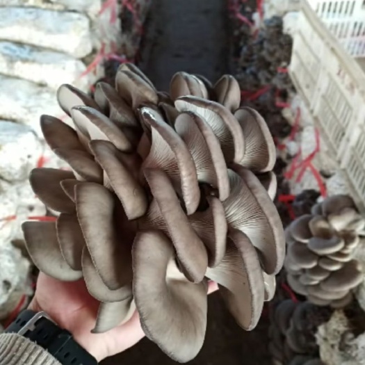 临清市蘑菇 优质黑平菇大量上市，