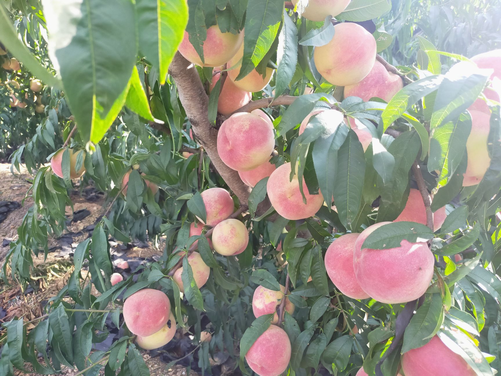 红桃 金秋红蜜，口感好，甜，脆，果色好