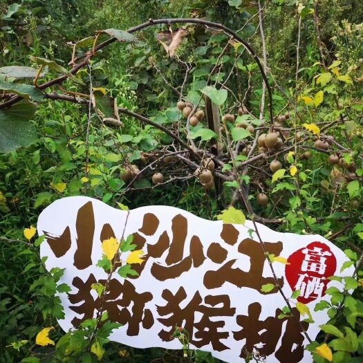 隆回县翠玉猕猴桃  常吃猕猴桃的有以下几个好处：1、2、美颜3、孕妇的营