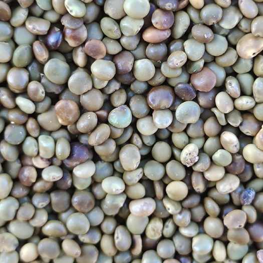 甘草种子  甘草子  纯度95%以上，产量高，出牙率好，一手货源