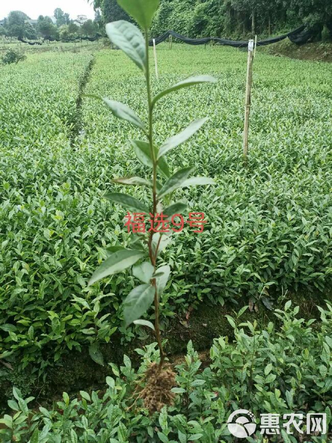 茶树苗  早熟福选9号茶苗基地直供根系发达成活率高