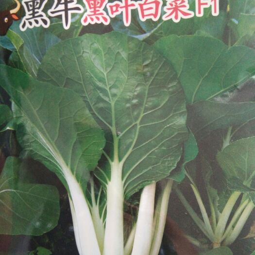 厦门 黑叶白菜种子