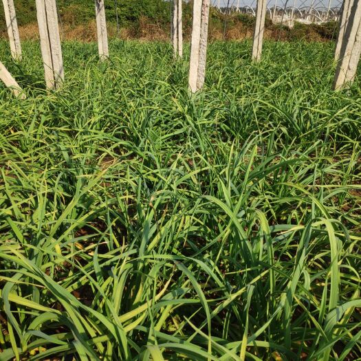 泰安红根蒜苗 50 - 60cm
