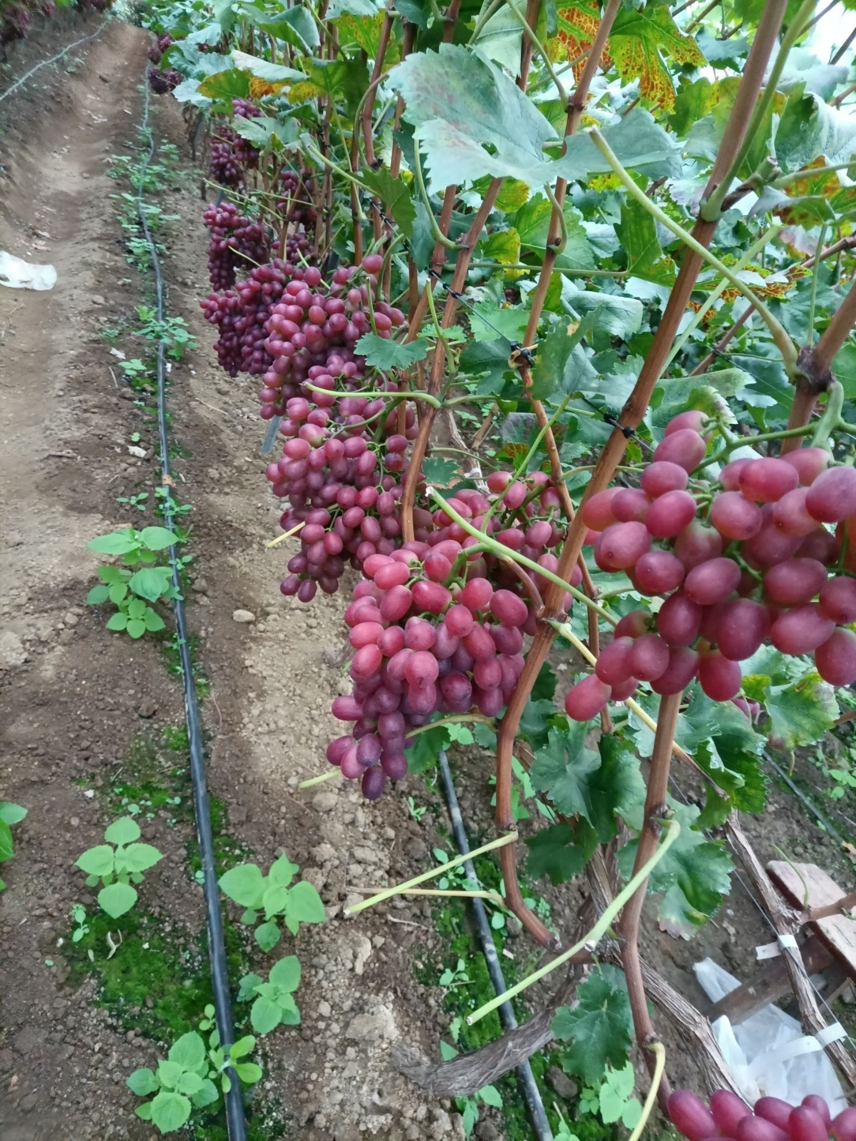 克瑞森无核葡萄 味甜，耐运，11月下树保存到春节没问题