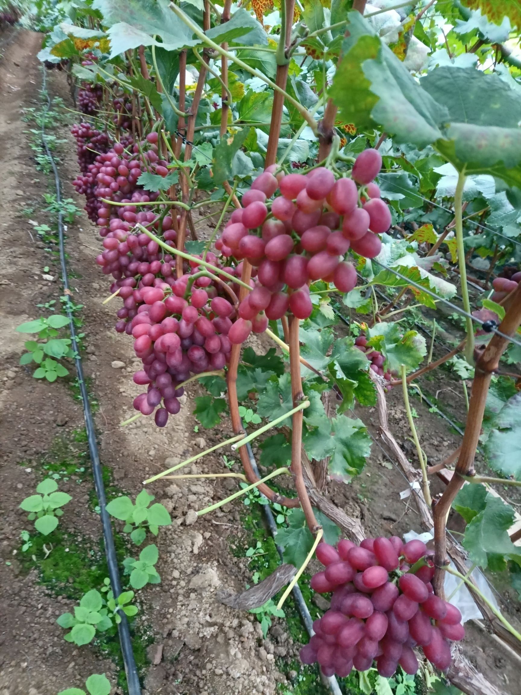 克瑞森无核葡萄 味甜，耐运，11月下树保存到春节没问题