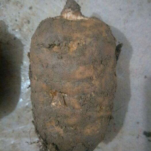 彝良县 批发云南正宗小草坝天麻，需要的拿图问价，量大从优