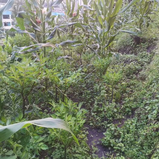 盘州市花魔芋 魔芋种植了两年的，有20亩，现挖现卖