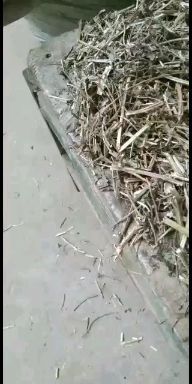 南阳牛羊草粉兔饲料花生秧