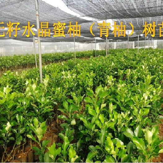 澄迈县 海南澄迈山口 无籽水晶蜜柚树苗 青柚苗