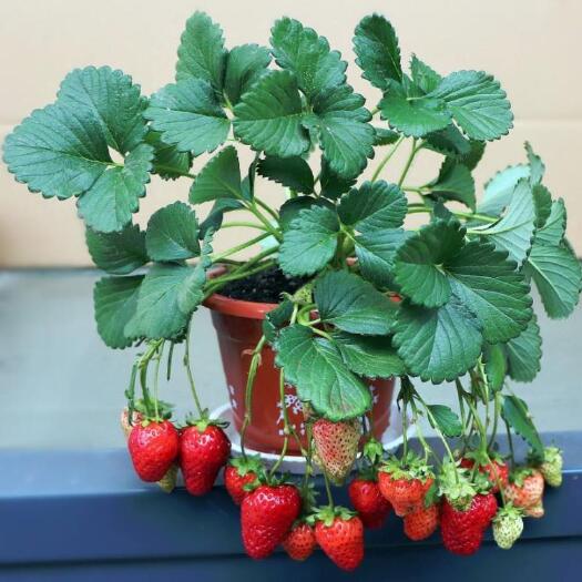 沭阳县草莓种子红草莓种籽奶油草莓食用水果四季播种易种室内外阳台盆栽