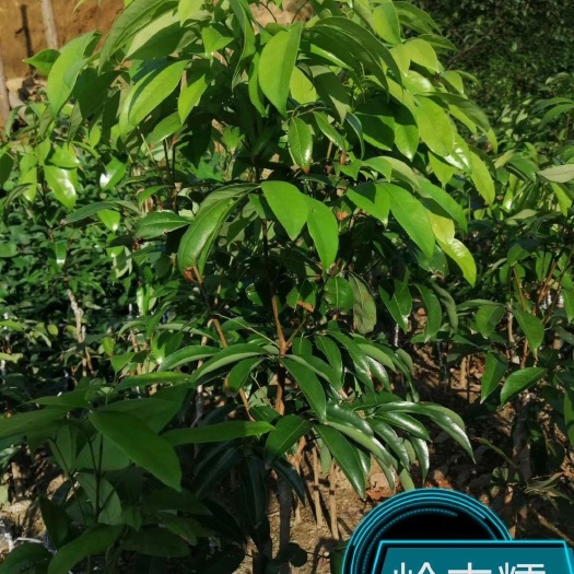 灵山县岭丰糯荔枝苗  新品荔枝岭丰糯