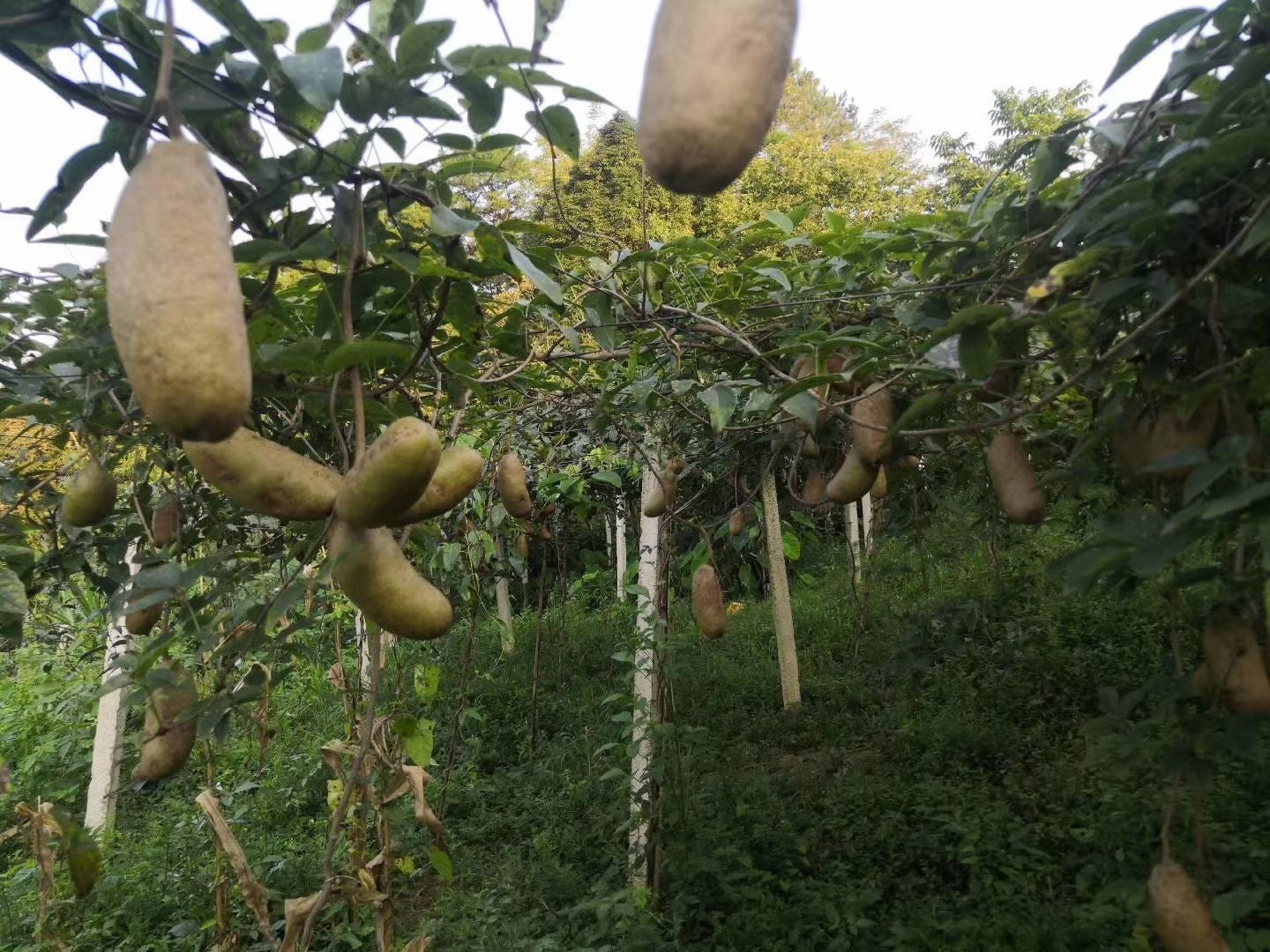 麻皮八月瓜种植麻黄