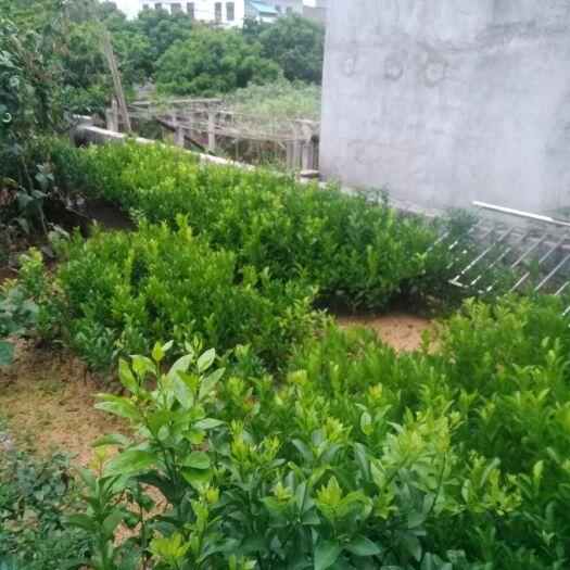 荔浦市沙糖桔苗 
