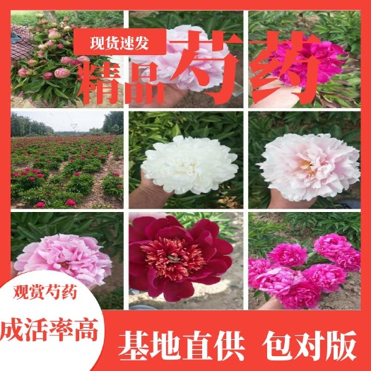菏泽多花芍药  观赏芍药苗，原棵苗！