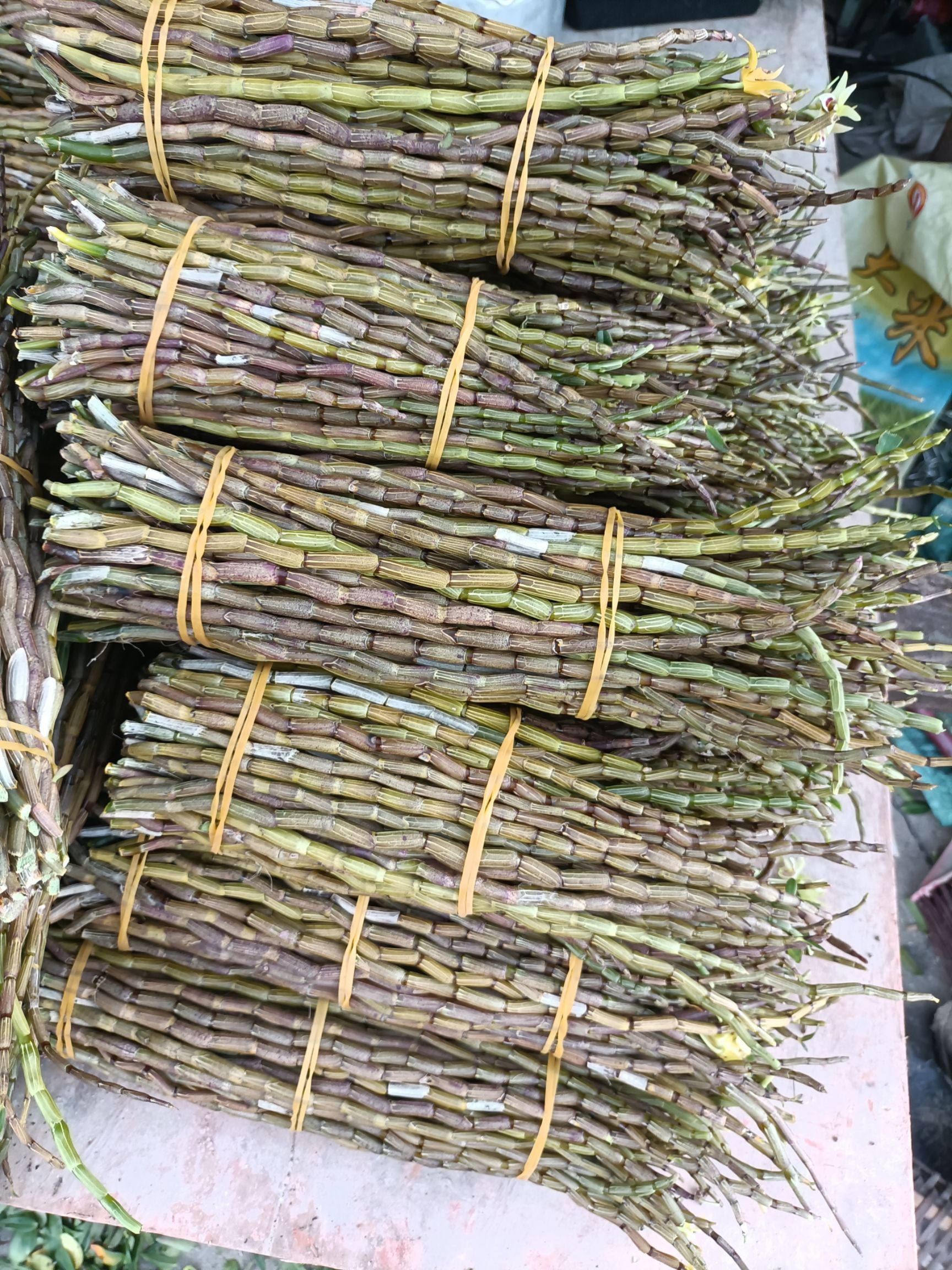 云南高原特色铁皮石斛鲜条大量批发，有需要的跟我联系，基地发货