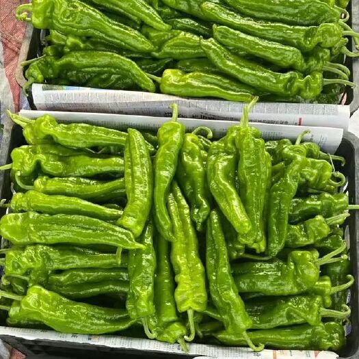 沈丘县巨无霸4号 