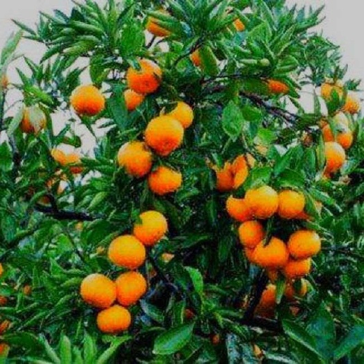 临海市涌泉蜜桔  山大王蜜桔，皮薄汁多，味美无渣，还可以莲皮吃。