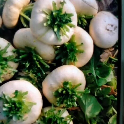 临泉县温州盘菜种植基地直销质量好价格优欢迎全国各地老板联系订购
