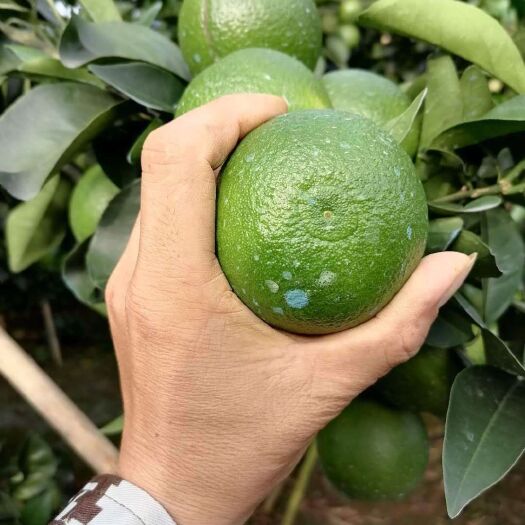 崇左 大量红江橙上市