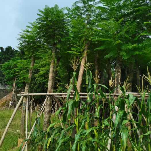 普宁市普通蓝花楹 蓝花楹12-20公分