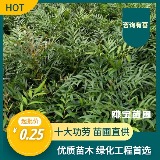 十大功劳  重庆基地批发年产量200万苗大价格美丽质量好