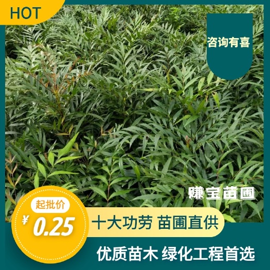 重庆市十大功劳  重庆基地批发年产量200万苗大价格美丽质量好