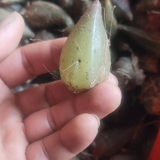 永德县紫皮蒜 需要的老板联系