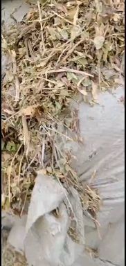 临湘市花生秧，滚筒去土，新鲜花生秧，好物推荐